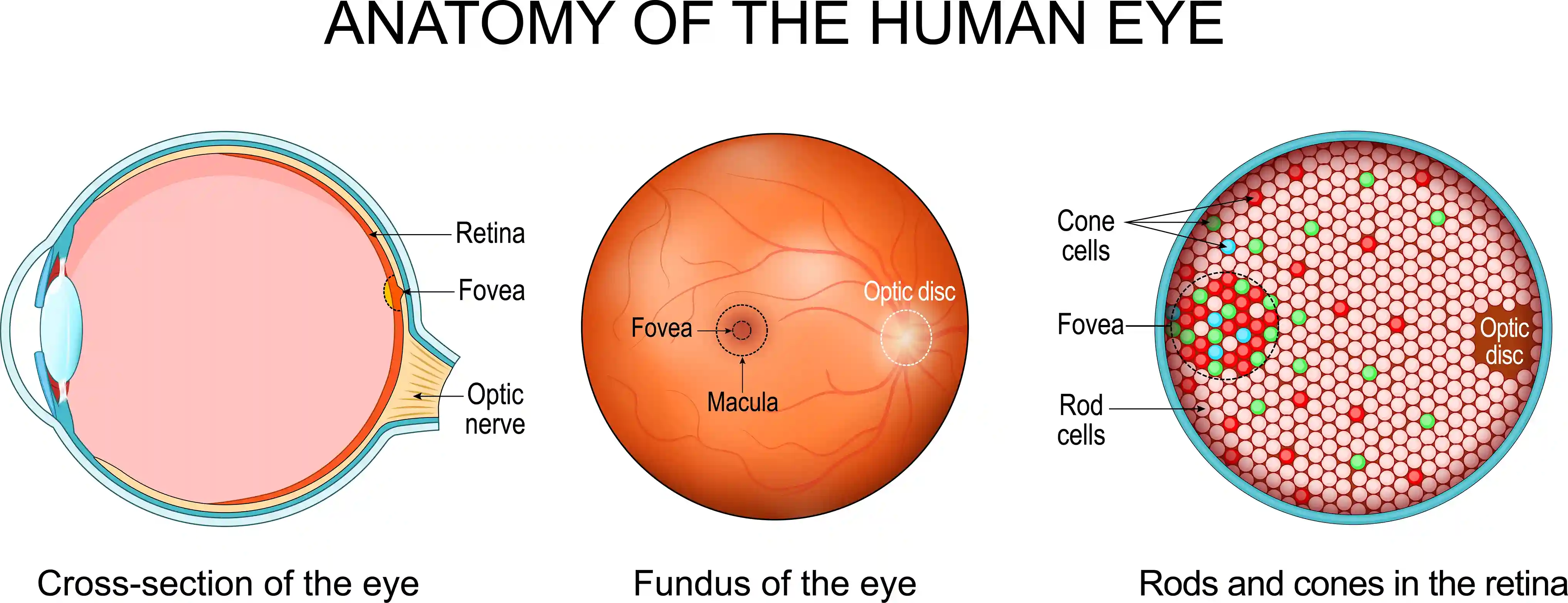 Retina and Macula Diagram